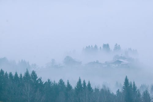 绿松树覆盖着雾 · 免费素材图片