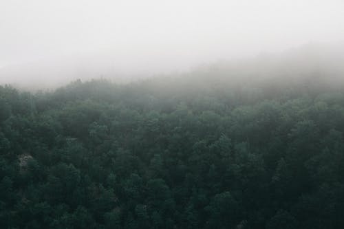 在有雾的早晨，浓密的绿色森林的鸟瞰图 · 免费素材图片