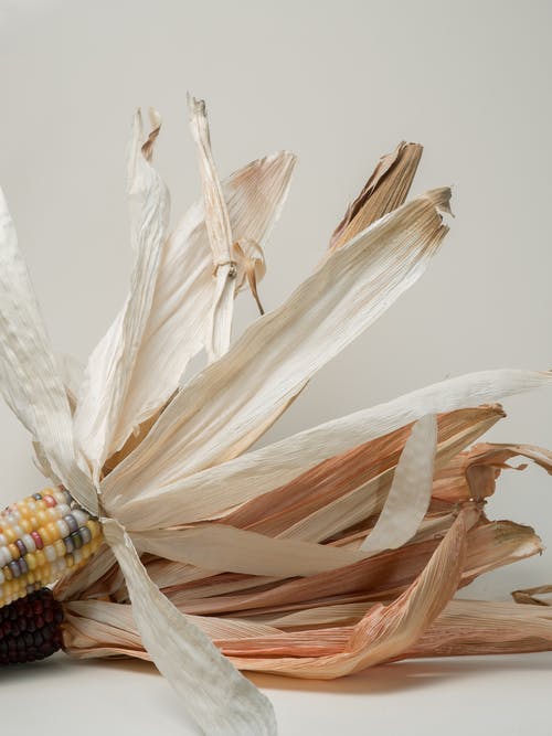 装饰彩绘的山玉米在白色的表面上 · 免费素材图片