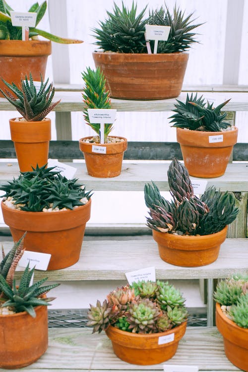 棕色陶罐上的绿色仙人掌植物 · 免费素材图片