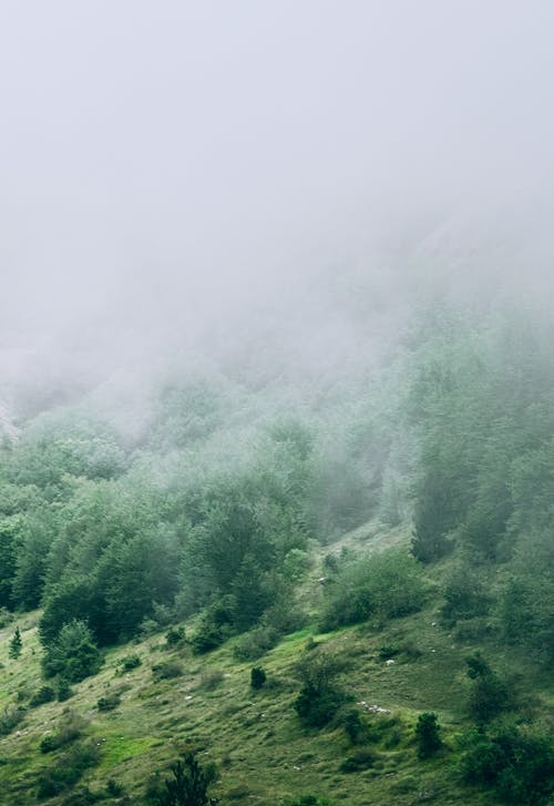 山上绿树覆盖着雾 · 免费素材图片