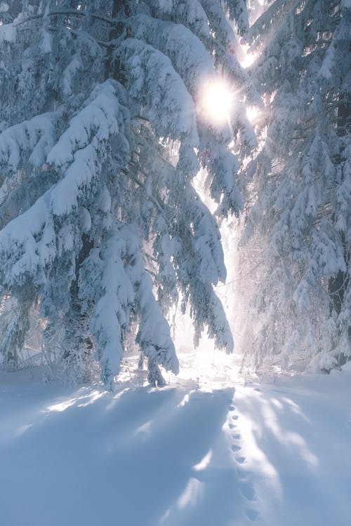 大雪覆盖的树木 · 免费素材图片