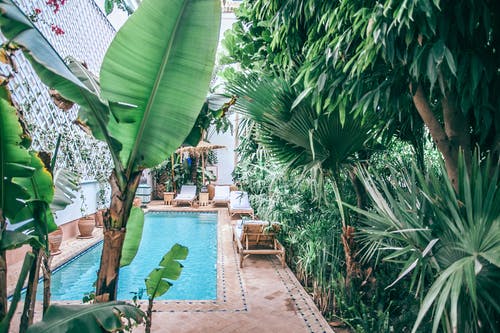 游泳池附近的绿色棕榈树 · 免费素材图片