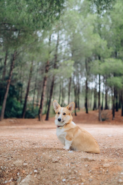 有关动物, 可爱, 可爱的的免费素材图片