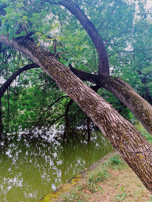 有关公园, 冷静, 分公司的免费素材图片