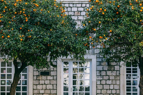 灰色的混凝土墙上的黄色和绿色的植物 · 免费素材图片