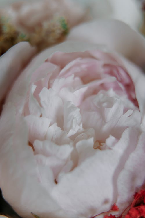 有关垂直拍摄, 特写, 白色的花的免费素材图片