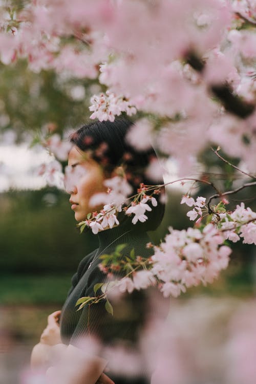 站立在开花的樱桃树附近的镇静亚裔妇女 · 免费素材图片