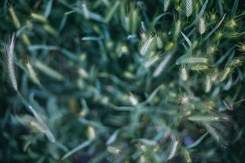 绿色的植物，在关闭了摄影 · 免费素材图片