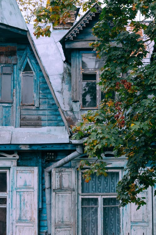 蓝色的木制窗户，绿色的叶子 · 免费素材图片