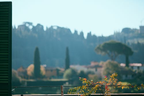 黄色的花朵，绿树和山附近 · 免费素材图片