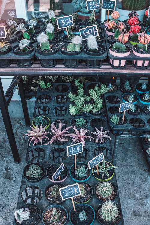 盆栽的仙人掌植物在街头商店的货架上排列 · 免费素材图片