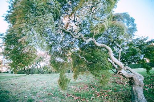 绿草与树木的领域 · 免费素材图片