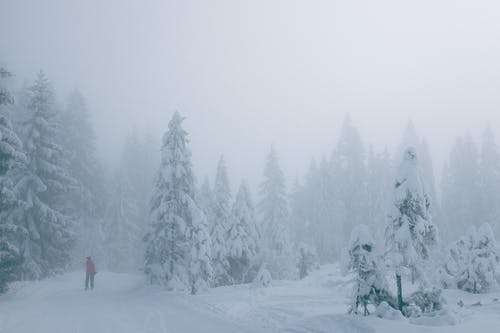黑夹克的人站在雪覆盖的地面上 · 免费素材图片