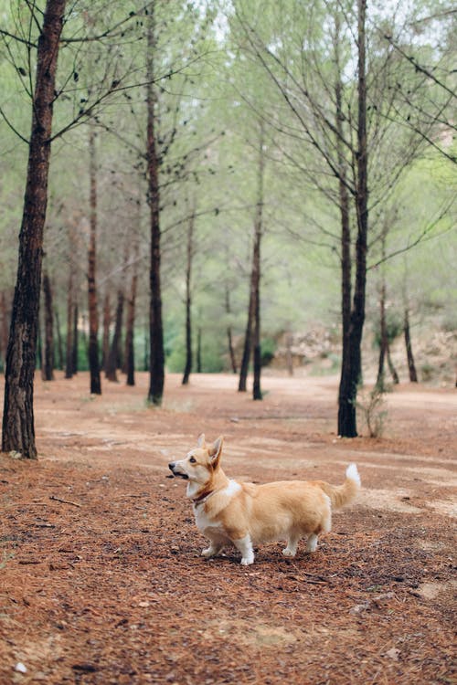 有关动物, 可爱, 可爱的的免费素材图片