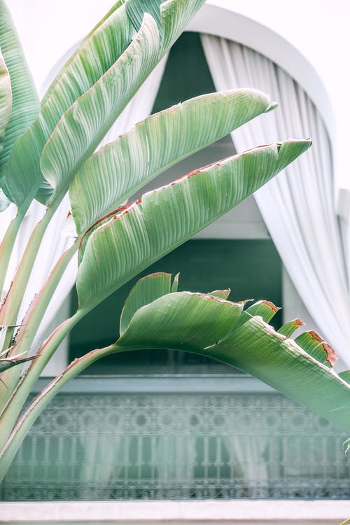 白色窗帘附近的绿色香蕉植物 · 免费素材图片