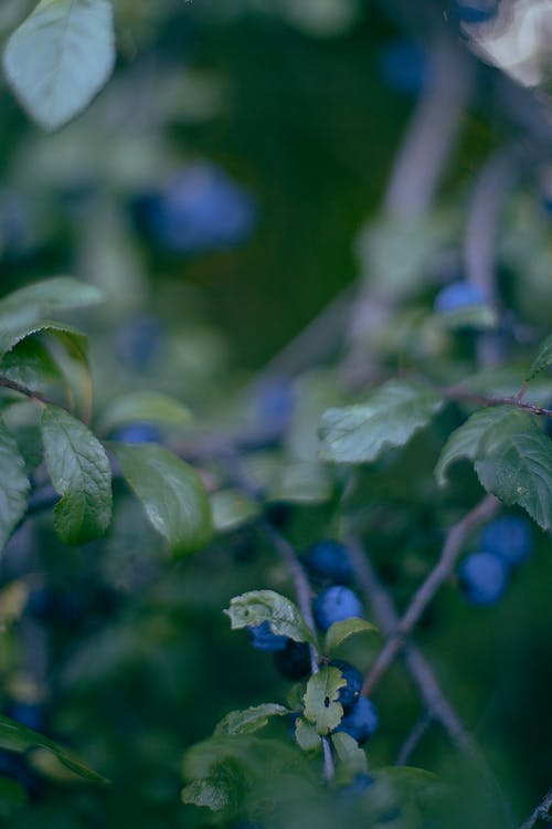 有关不变, 健康, 分公司的免费素材图片