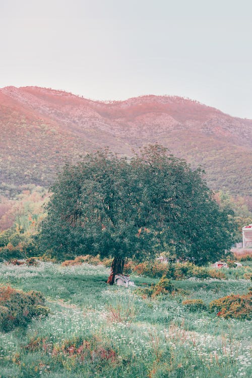 郁郁葱葱的树木，生长在丘陵乡村 · 免费素材图片