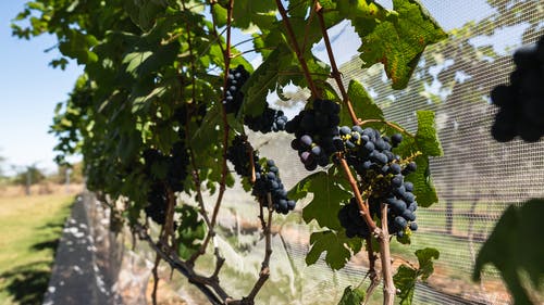 有关一串, 成熟, 新鲜的免费素材图片