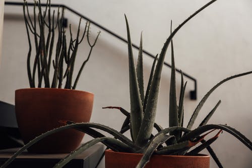 有关一品红, 传统, 元素的免费素材图片