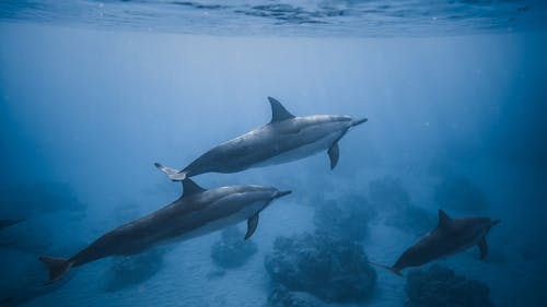 在珊瑚礁附近游泳的海豚 · 免费素材图片