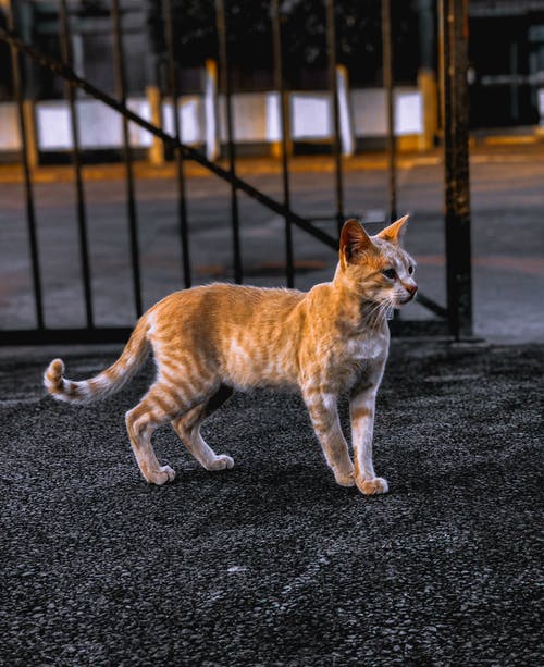 有关动物, 可爱, 可爱的的免费素材图片