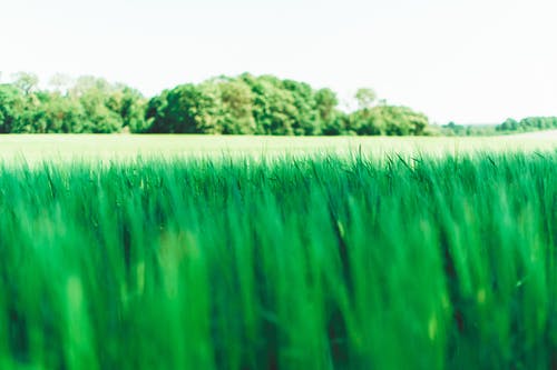 有关乾草地, 天性, 戶外的免费素材图片