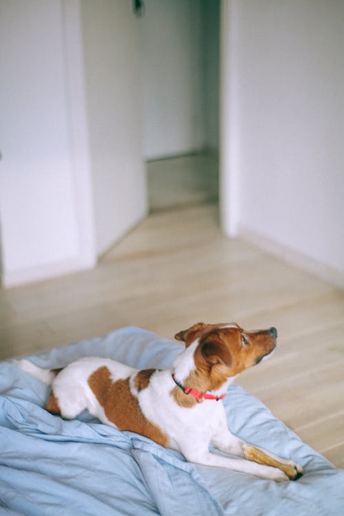 白色纺织上的棕色和白色短涂层的狗 · 免费素材图片