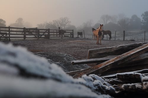 霜冻领域的马 · 免费素材图片