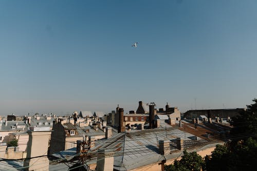 鸟儿飞越城市 · 免费素材图片