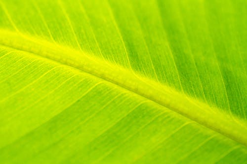 有关图案, 宏观, 纹理的免费素材图片