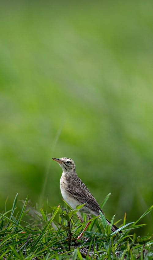 有关云雀, 保存, 充满活力的免费素材图片
