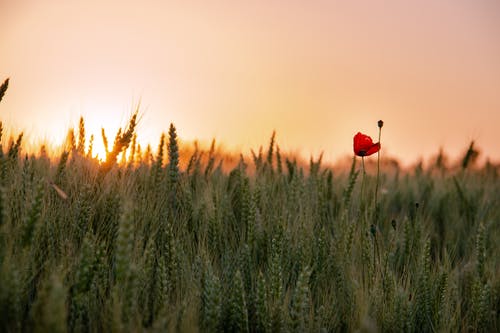 有关小麦, 日落, 植物群的免费素材图片