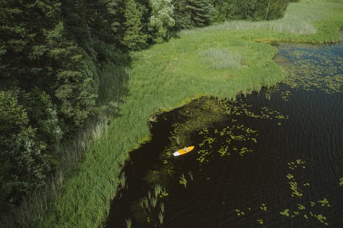有关天性, 户外, 树木的免费素材图片