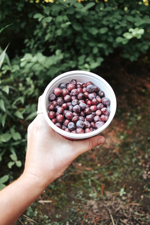 有关rowanberry, 俯视图, 垂直拍摄的免费素材图片