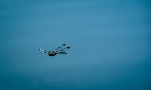 有关充满活力, 冷静, 和平的的免费素材图片