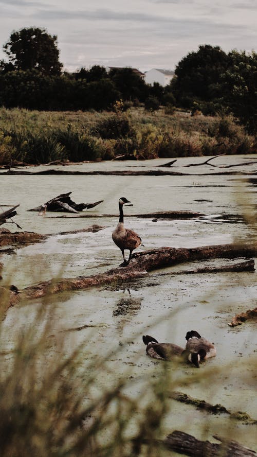 有关加拿大鹅, 天性, 户外的免费素材图片