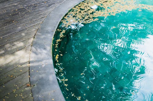 游泳池水面上的种子 · 免费素材图片