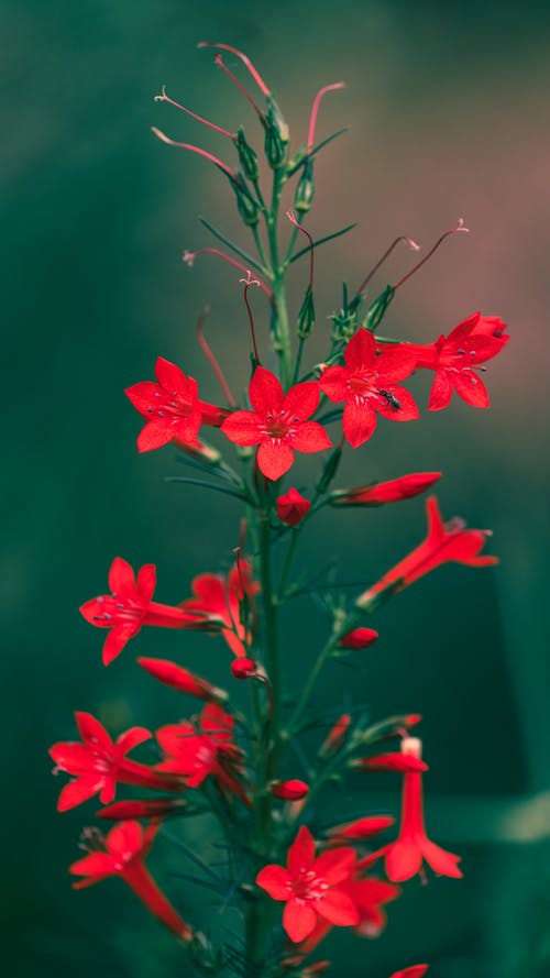 有关ipomopsis rubra, 充满活力, 光的免费素材图片