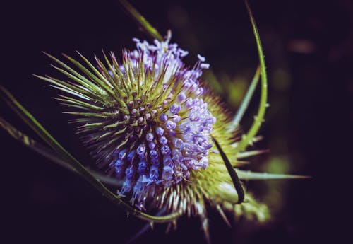 有关冷静, 刺, 和平的的免费素材图片