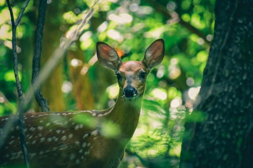 有关冷静, 分公司, 动物的免费素材图片