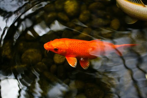 水中的橙色和白色鱼 · 免费素材图片