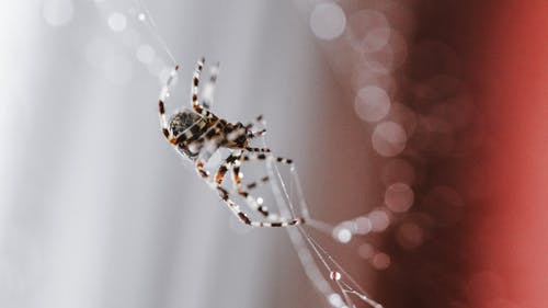 有关Copyspace, Web, 地平线的免费素材图片