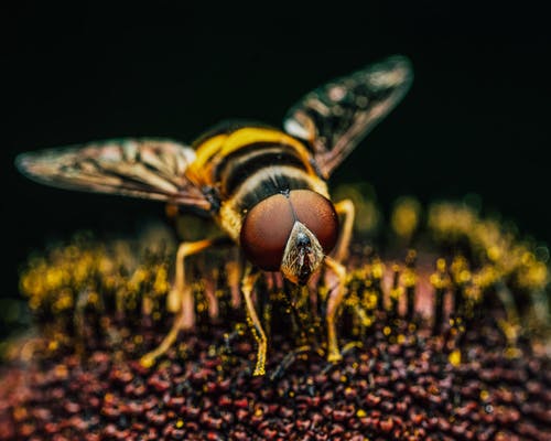 有关syrphid飞, 动物, 味道的免费素材图片