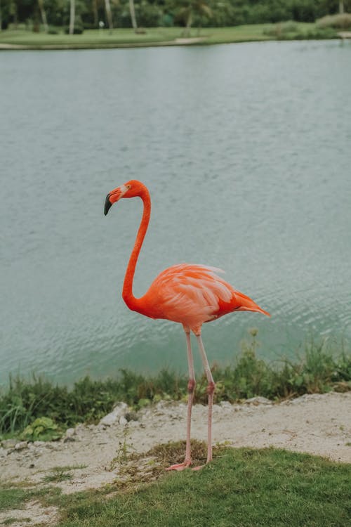 有关phoenicopteridae, 加勒比海, 动物的免费素材图片