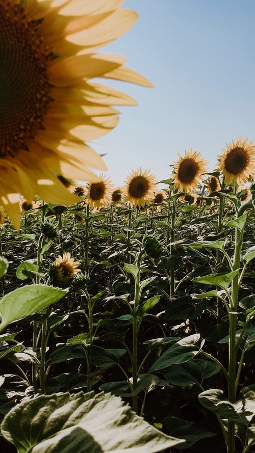 有关农艺学, 向日葵, 和平的的免费素材图片