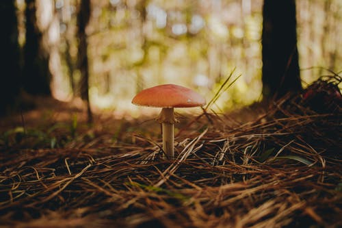 在森林里的云杉针蘑菇 · 免费素材图片