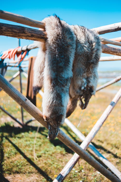 有关传统, 冷静, 加拿大的免费素材图片