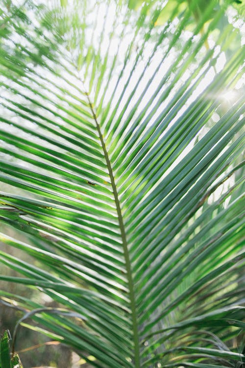 雨林中的异国刺叶 · 免费素材图片