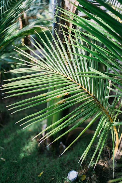 棕榈叶在花园里在日光下 · 免费素材图片